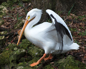 White Pelican bird stock photos. White Pelican with spread wings on moss rock. Image. Portrait. Picture. Photo.