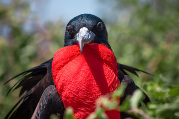Great Frigatebird