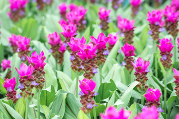 Pink Curcuma alismatifolia flower in a garden.Siam tulip or summer tulip flower is a tropical plant native to Thailand.