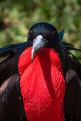 Great Frigatebird