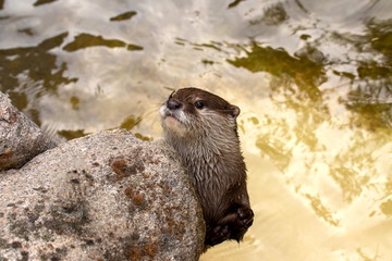 Kurzkrallenotter