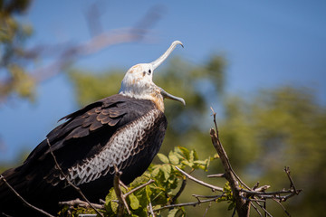 Great Frigatebird