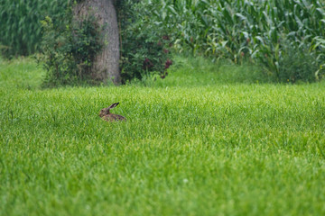 Feldhase geduckt in der grünen Wiese