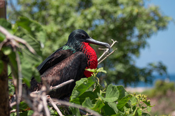 Great Frigatebird