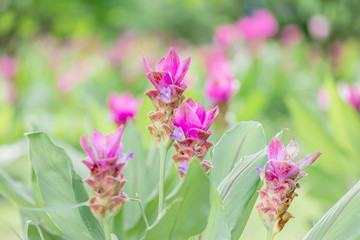 Pink Curcuma alismatifolia flower in a garden.Siam tulip or summer tulip flower is a tropical plant native to Thailand.