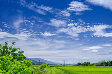 Naklejka premium 青い稲穂と青空