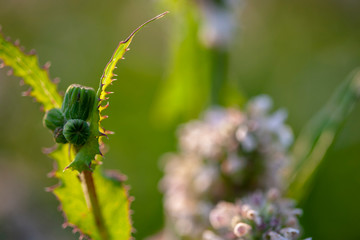 A branch of the plant Sonchus oleraceus with unopened buds on the background of a Melissa inflorescence. Shooting against the light at dawn, narrow focus.