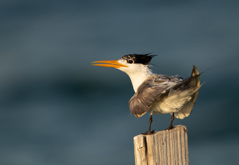 Greater Crested Tern on a log in the morning hours at Busaiteen coast, Bahrain