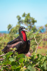 Great Frigatebird