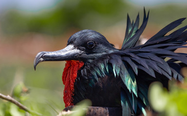 Great Frigatebird