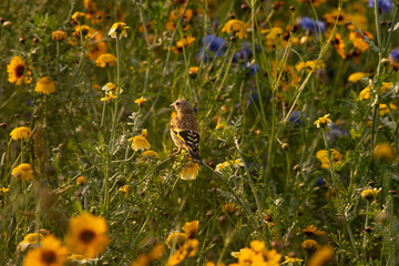 Goldfinch in wild flower meadow with coreopsis - tickseed and poppies