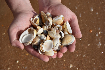 handful of seashells