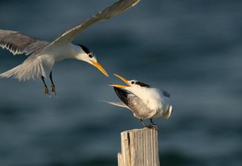Greater Crested Terns facing each other to accupy the wooden log at Busaiteen coast, Bahrain