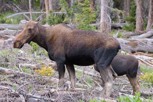 Moose Cow and Calf in the Colorado Rocky Mountains