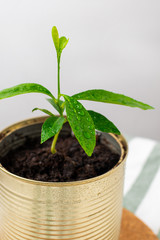 A small lemon tree grows in a tin. Light composition. Reuse concept.