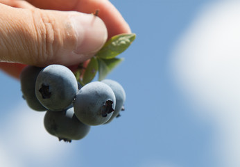 a fresh blueberry bunch snap by hand