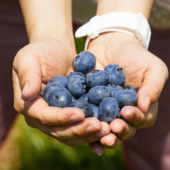 fresh blueberry full on hand 