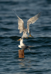 Lesser Crested Tern with fish at Busaiteen coast, Bahrain
