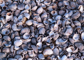 Clam Shell Pattern