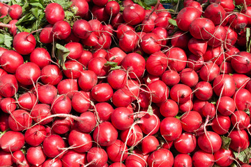 Bunch of cherry radish close up