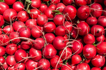 Bunch of cherry radish close up