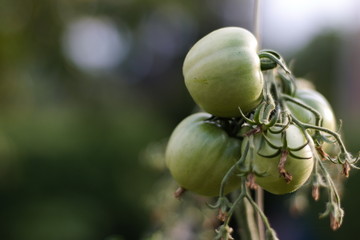 Green tomatoes on the garden