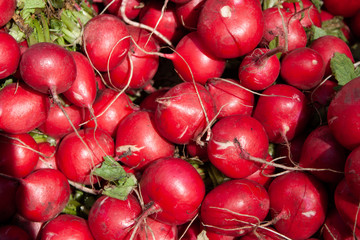 Bunch of cherry radish close up