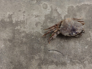 crab on the beach