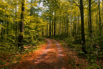 A walk in the woods down an abandoned path in rural Ontario during summer.