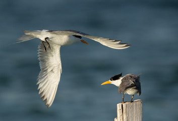 Greater Crested Tern approaching other perched on wooden log at Busaiteen coast, Bahrain