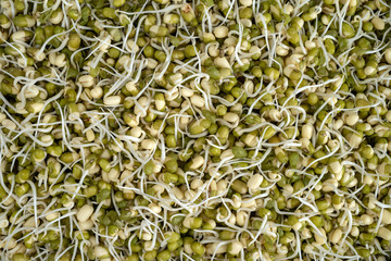 Sprouted mung beans. Healthy food. Natural background of sprouted mung beans.