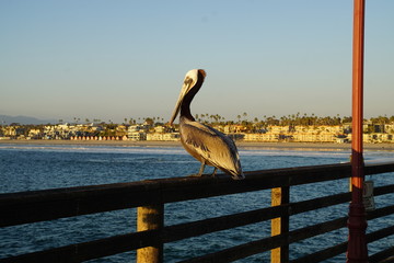 Oceanside California