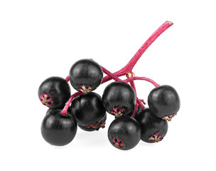 Small branch of fresh black elderberry fruit isolated on a white background