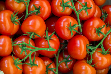 Strauchtomaten