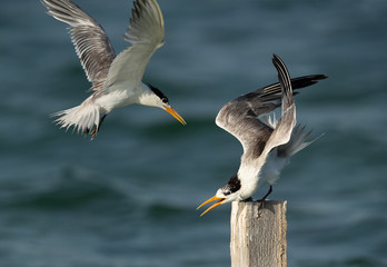 A Greater Crested Tern approaching other to capture the wooden log at Busaiteen coast, Bahrai