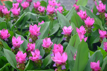 Siam Tulip at the garden at thailand