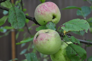 Green apples in the garden