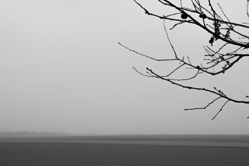 Mgła nad polami zimą - pustka - obrazy, fototapety, plakaty