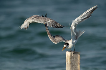 Greater Crested Tern turning the other tern away from the wooden log at Busaiteen coast, Bahrain