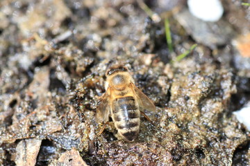 An insect hotel can be easily made from a variety of materials and is very good at watching the insects