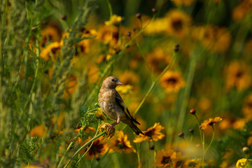 Goldfinch in wild flower meadow with coreopsis - tickseed and poppies