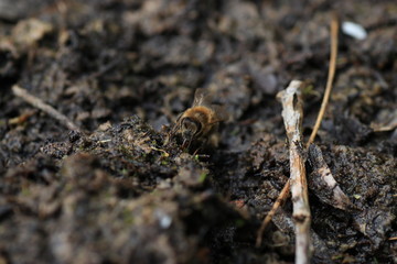 An insect hotel can be easily made from a variety of materials and is very good at watching the insects