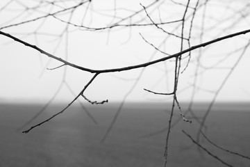 Splątane bezlistne gałęzie w mglisty zimowy dzień