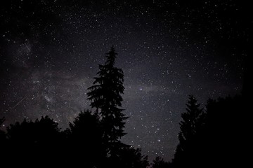 Treeline at night