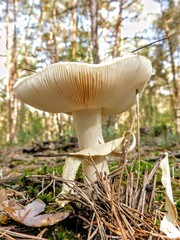 mushrooms in the forest