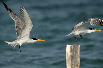 Greater Crested Tern remving other from the wooden log at Busaiteen coast, Bahrain