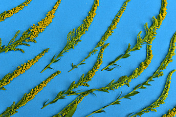 The stalks of yellow grass are staggered on the blue.