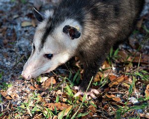 Opossum Animal Stock Photos. Opossum head close-up profile view displaying its head, ears, eyes, nose, paws  in the field environment and surrounding. Picture. Image. Portrait.