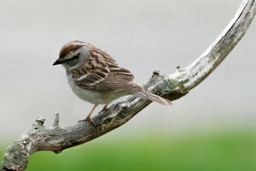 A sparrow perched on a branch