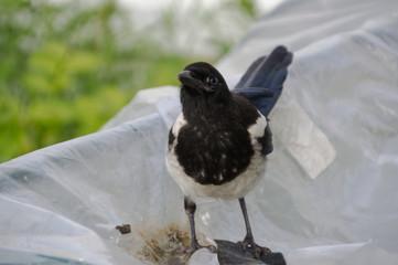 Magpie on a Greenhouse